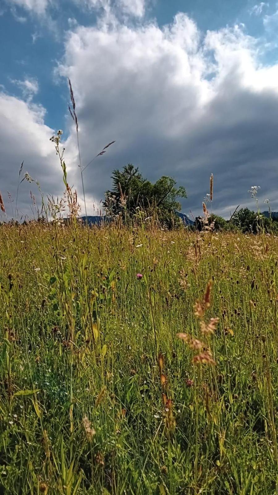 Poiana Mărului My Little Village מראה חיצוני תמונה
